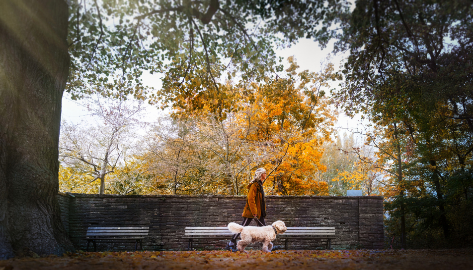 Stadtparkhundweb